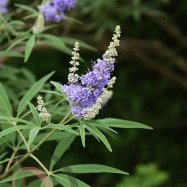 Blue Nochi / Blue Vitex Powder (50gm) - image 1
