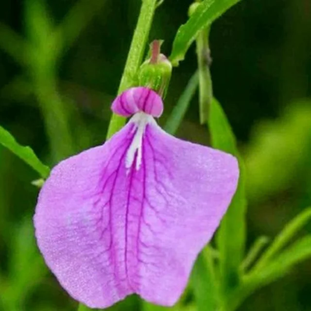 Orithazh Thamarai /Spade Flower Powder (25gm) - image 1