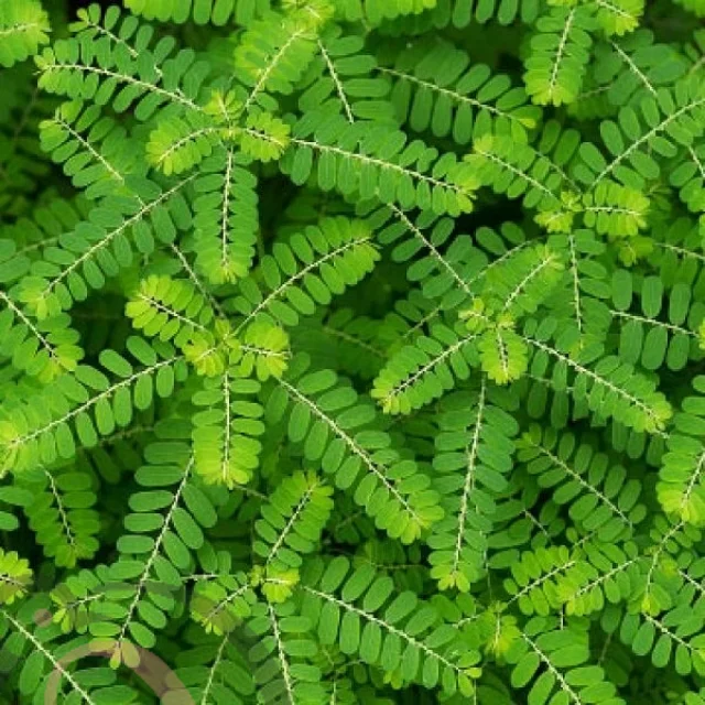 கீழநெல்லி பொடி (50 கிராம்) - image 1