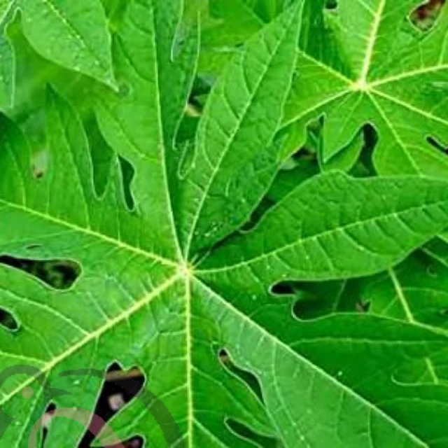 பப்பாளி இலை பொடி (50 கிராம்) - image 1