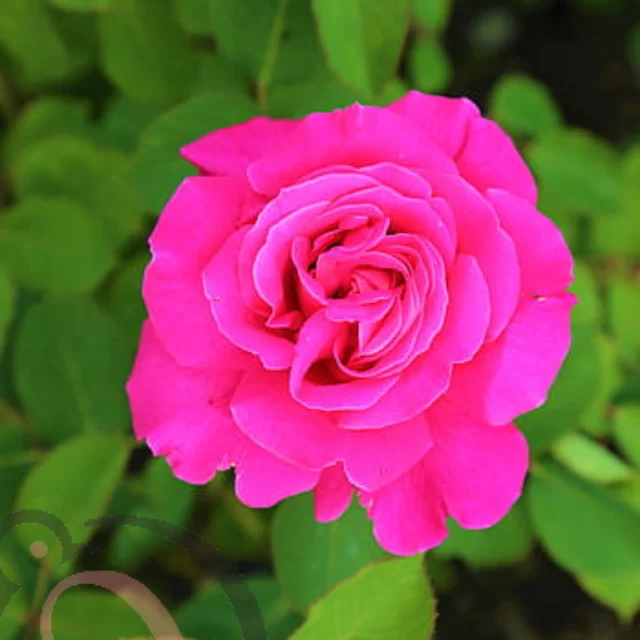 ரோஜா இதழ் பொடி (50 கிராம்) - image 1