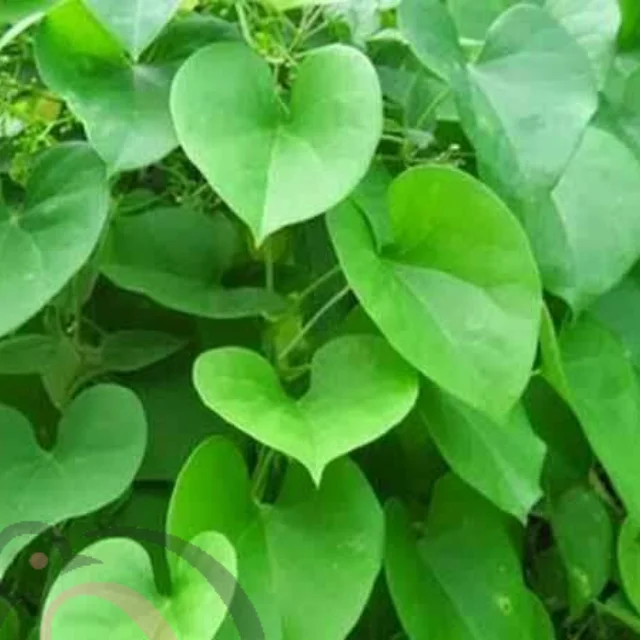 சீந்தில் பொடி (50 கிராம்) - image 1