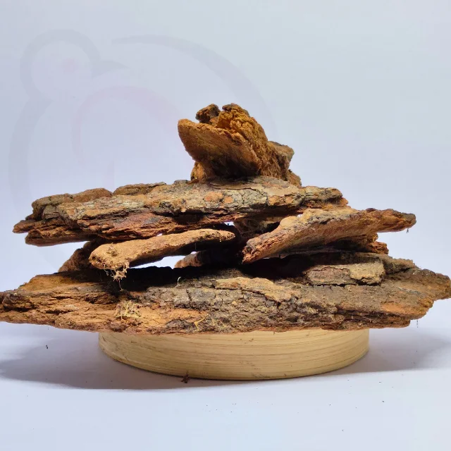 மாம்பட்டை / மா மரத்தின் பட்டை - image 1