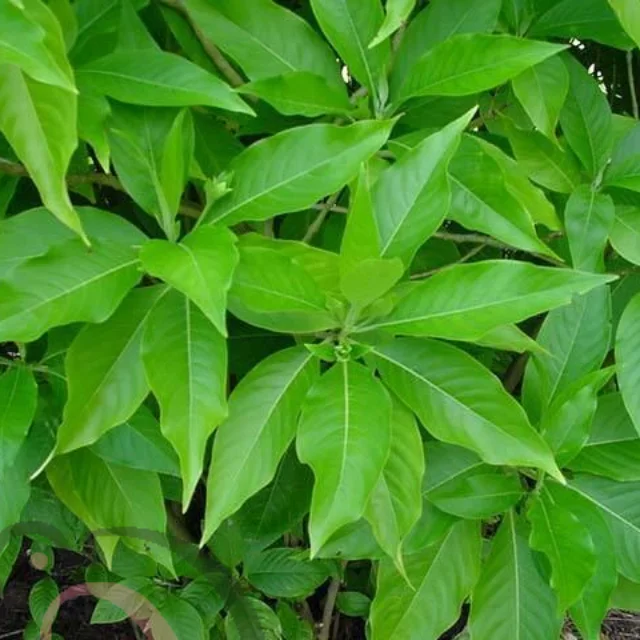 Adathoda Powder / Malabar Nut powder (50gm) - image 1