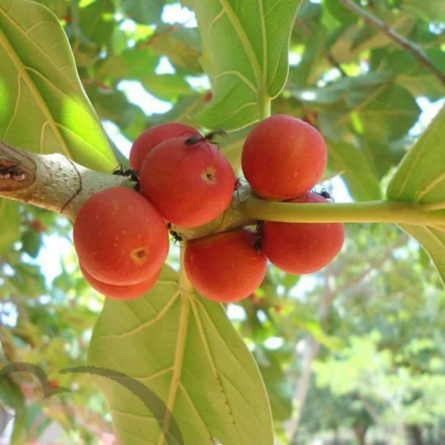 Peepal tree seed (50gm) - image 1