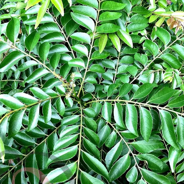 Curry leaves powder (50gm) - image 1