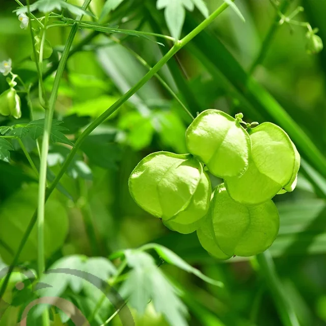 Mudakathan Powder / Balloon Vine Powder (50gm) - image 1