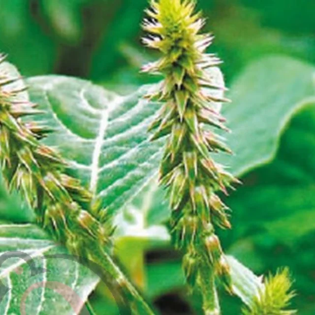 Nayuruvi Leaf / Prickly Chaff Flower (50gm) - image 1