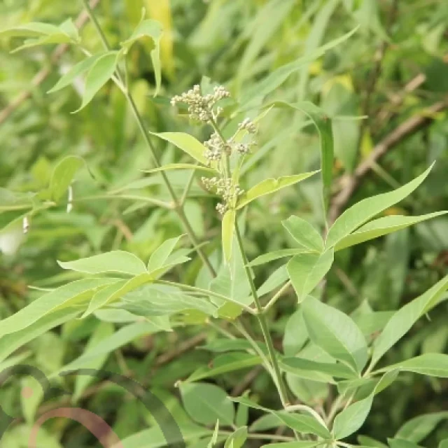 Nochi /Chastetree Powder (50gm) - image 1