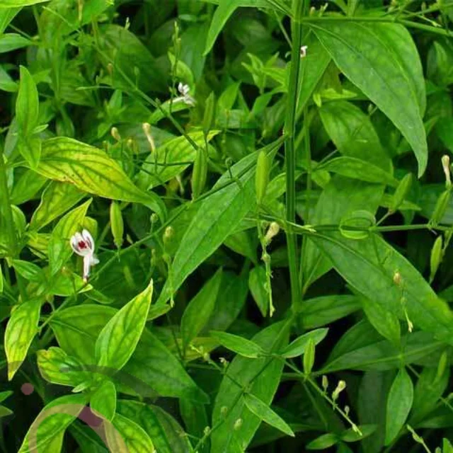 SiriyaNangai powder (50gm) - image 1