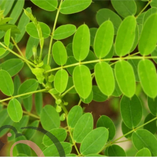 Avarai leaf powder (50gm) - image 1